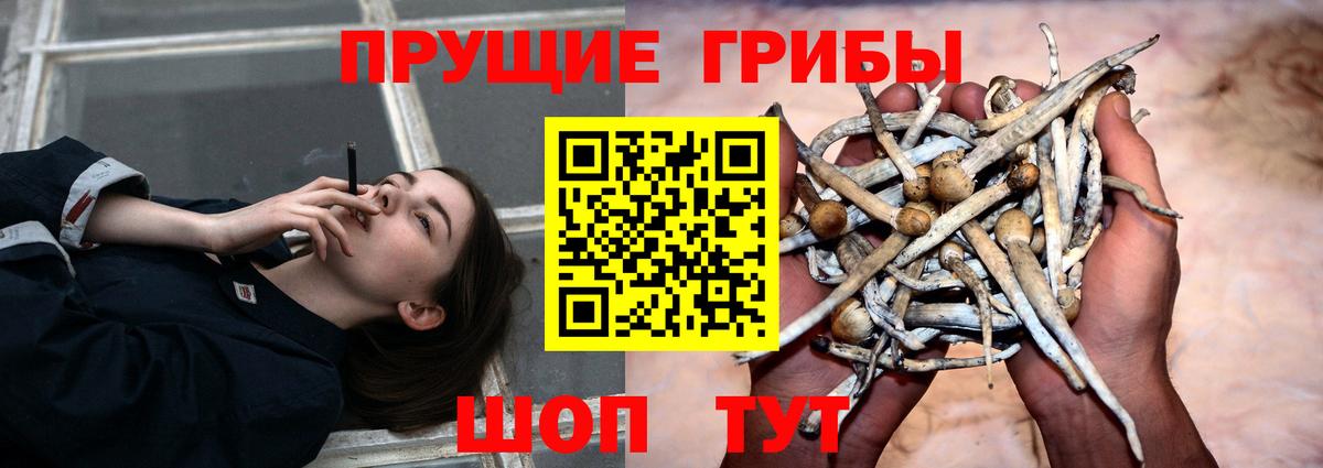 Псилоцибиновые грибы Cubensis Ирбит